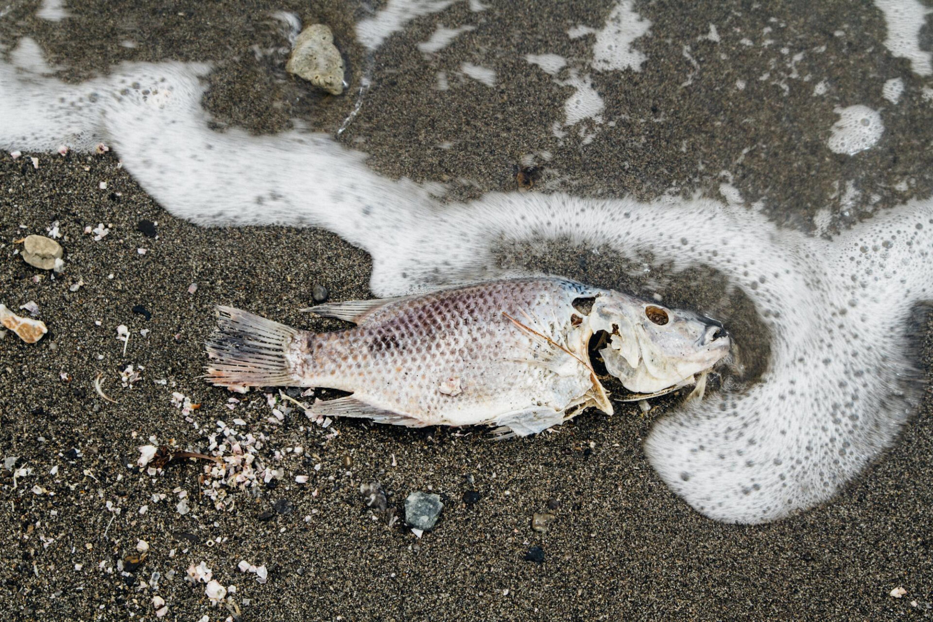 Uhynulá ryby
